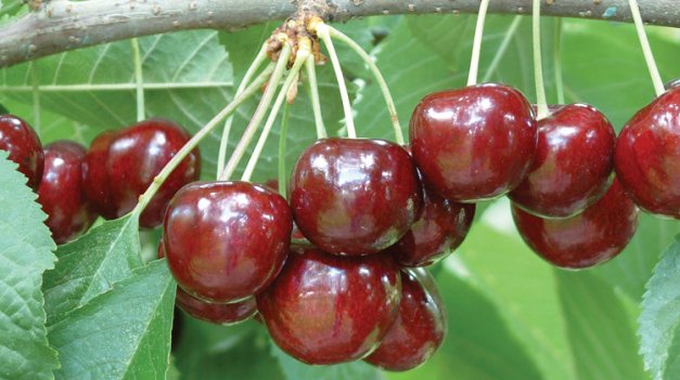 Sweetheart, a late-season cultivar developed at the Summerland research center in British Columbia, Canada, is the second-most planted variety in Washington State.