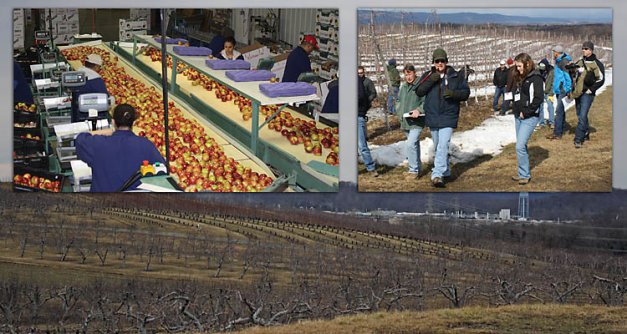 RIGHT: Workers pack apples in the modern facility built two years ago at Crist Bros. in Walden, New York. The packing plant serves only their own production from more than 500 acres. LEFT: This is the orchard of the future—except the alleys are too wide, according to Cornell University’s Terence Robinson. This 3- by 14-foot tall spindle planting has been hedged into a narrow fruiting wall. 