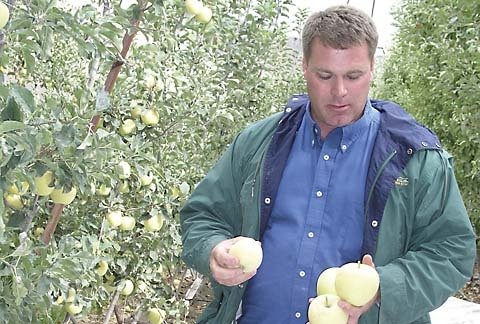 Del Feigal, manager of Auvil Fruit Company’s ranch at Vantage, Washington, is testing the B.C. variety Aurora.