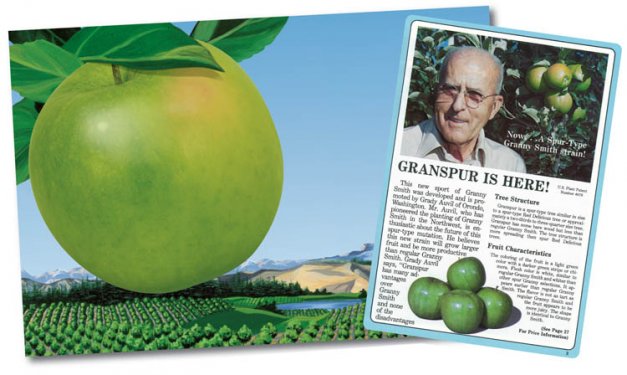 The spur-type Granny Smiths Granspur and Greenspur were discovered at the Calvin Cooper orchard at Brewster, Washington, and patented in 1979 and 1980 respectively. Shown is a page from a Van Well Nursery catalog of the early 1980s.