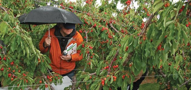 Cherry insurance can provide a financial shelter for growers when the crop is rained on. 