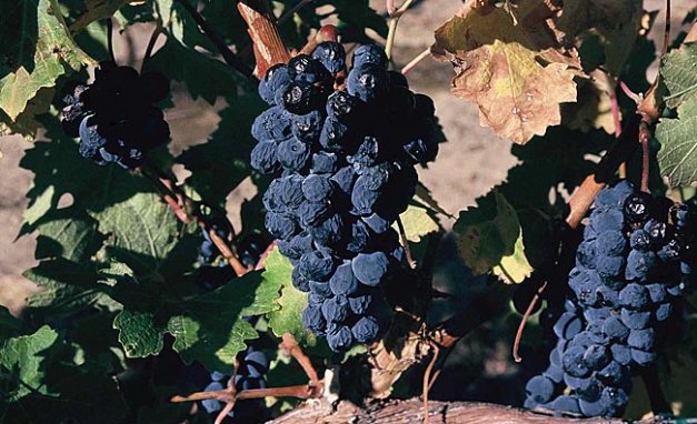 The dimpling on these wine grapes is from dehydration, which can occur during extended hang time on the vine. Research has shown that for every two degrees above 26 Brix, yield is decreased by 10 percent. 