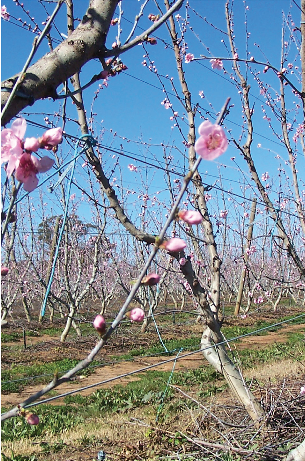 Bloom thinning boosts fruit size – Good Fruit Grower