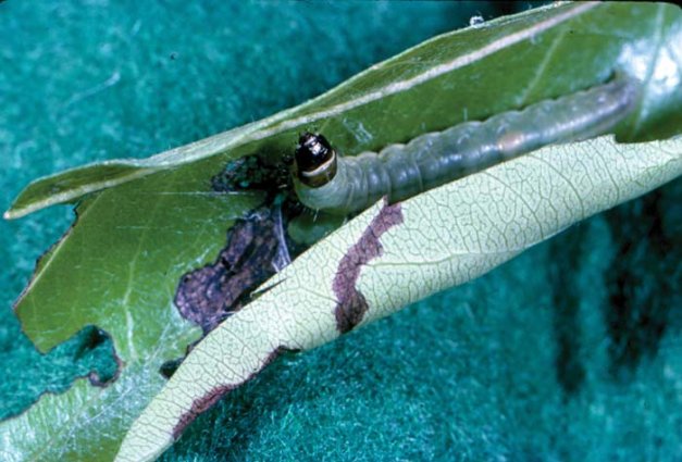 Leafroller larvae form webs and use them to curl leaves into protective structures.