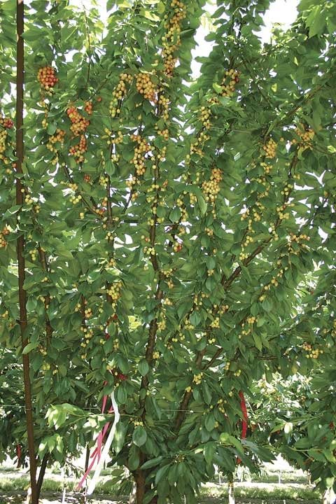 Mechanical harvesters or mechanical aid equipment could be used on this fruiting wall of Bing cherries on Gisela 12 rootstock.
