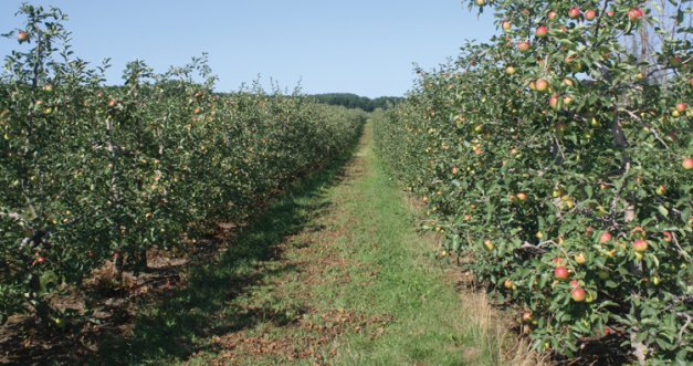 The Gadbois family has planted most of its apples on Canada-developed Ottawa rootstocks. Trees at right are Sunrise on Ottawa 8; the smaller trees at left are Empire on Ottawa 3.
