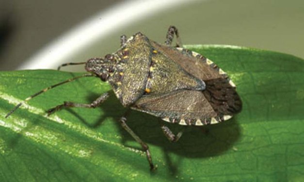 Brown marmorated stinkbugs overwinter in protected areas, emerge in April in the mid-Atlantic area, and lay eggs from May through August. 