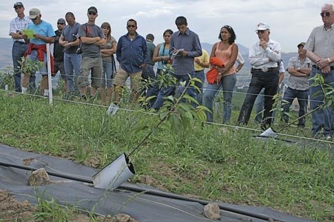 Growers learn about the UFO system in a cherry trial planted this spring at the orchard of Tim Dahle in The Dalles, Oregon.