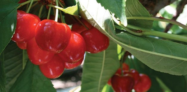 Orondo Ruby is a yellow-fleshed cherry  that has more blush and matures earlier  than Rainier.