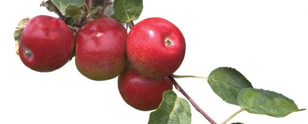 Empire was developed in an effort to combine the sweetness of McIntosh with the flavor of Red Delicious.