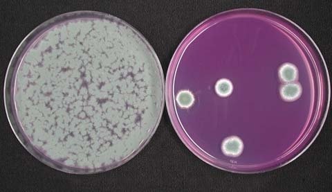 This photograph shows the difference in the number of Penicillium spores sampled from plywood bins before (left) and after the sanitizing treatment.