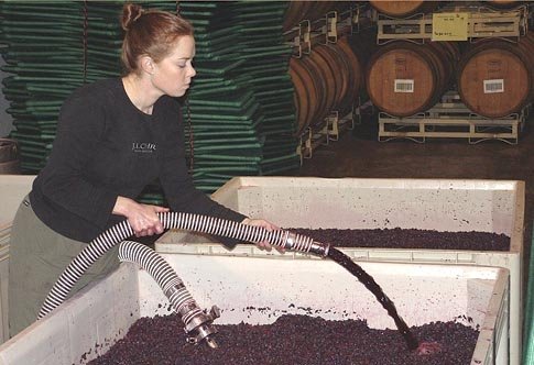 Carrie McDonnell of J. Lohr Vineyards and Wines made wine from 20 different treatments for her study of crop load and extended ripening