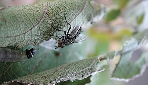 A tachinid fly stalks an obliquebanded leafroller larva. Tachinids are an important natural enemy of leafrollers in the Pacific Northwest.