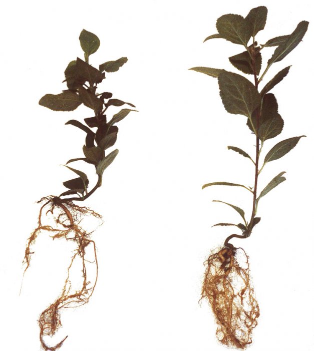 Apple seedlings grown in soil infested with root-lesion nematodes (on the left) and in soil without nematodes (on the right).