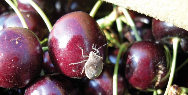 Stinkbugs are likely to move into cherry orchards by mid- to late July.