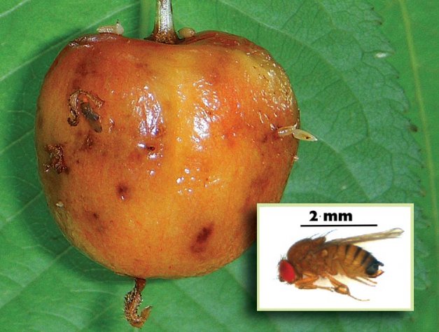 Unlike the common drosophila flies, spotted wing drosophila will attack cherries before they are ripe.