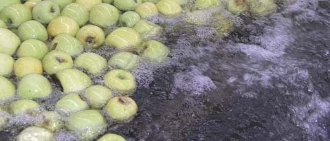 Bins of Golden Delicious are dumped at La Norteñita packing plant.