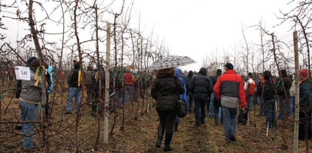 International Fruit Tree Association members tour a research plot at Wapato, Washington, where a wide range of apple rootstocks are being compared.