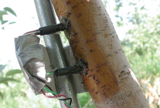 Sap flow gauges were used to measure the flow of water through the trunk of a tree.