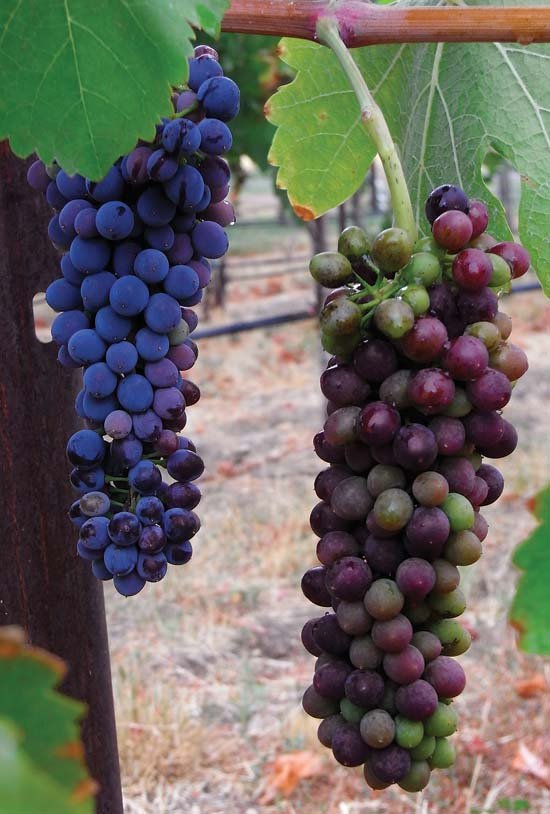 The Syrah cluster on the  right was treated with the antitranspirant Vapor Gard; nontreated cluster is on the left. The treated cluster showed slower coloration,  a sign of delayed ripening. 
