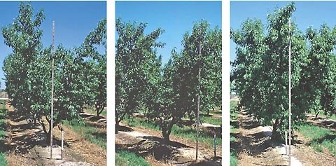 Though significant tree size differences in the three rootstock photos are difficult to see due to the pruning, the canopies of Controller 5 rootstock trees, left photo, are less dense and the trunks are smaller than Nemaguard at right, the industry stand