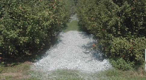 In experiments in West Virginia, a kaolin particle film was tested as an alternative to a plastic mulch for promoting red color, with surprising results.