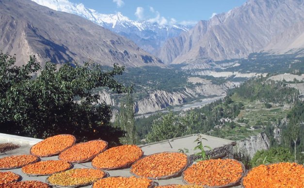 Apricots are dried on a Hunza Valley rooftop.
