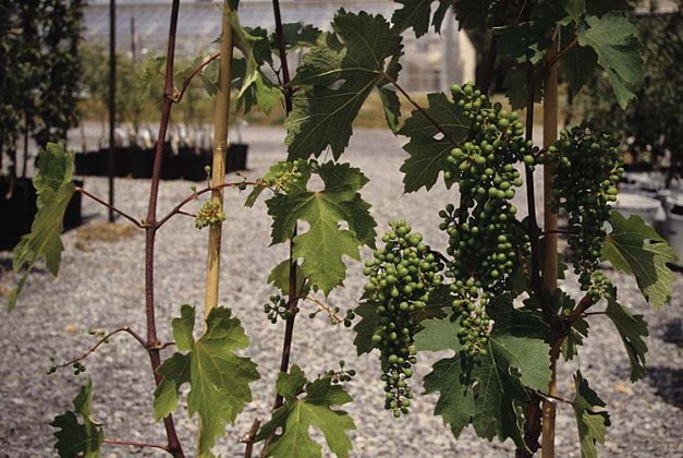 Cabernet Sauvignon with (left) and without nitrogen deficiency during bloom.