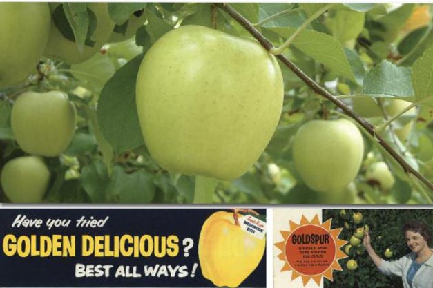 Top: The russet-resistant Smoothee, discovered in 1958, is the widest planted strain of Golden Delicious in the United States. Photo courtesy of Willow Drive Nursery Bottom left: A promotion card that the Washington Apple Commission used in 1958–1959. Bottom Right: Goldspur, shown in the Van Well Nursery catalog of 1963, was a bud mutation of Golden Delicious discovered by Grady Auvil. It was a heavy bearer but more prone to russet than a standard Golden. Photo courtesy of Van Well Nursery. 