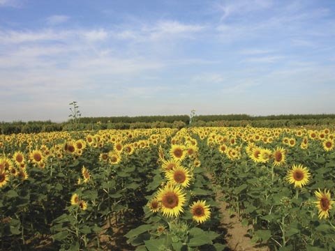 Sunflowers planted near stone fruit orchards could help a parasite of the oriental fruit moth to survive the winter.