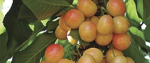 California growers rave about the early coloring Royal Rainier cherry, but nurseries and researchers warn that varieties may not perform the same in different areas.