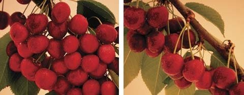 Left: Sentennial is a new late-season cherry from British Columbia. Right: Sovereign was named in honor of Queen Elizabeth’s 80th birthday.