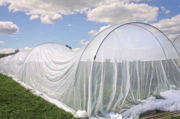 Organic researchers are evaluating various kinds of materials to separate insects from fruit, such as this netting in a Stephentown, New York, blueberry field. They found no difference in temperature inside and outside the structure, only a slight increase in relative humidity inside and said insect exclusion results were “encouraging.” So, too, are the results of a similar test of this netting by a group of scientists near Montreal, Quebec. <b>(Courtesy of Greg Loeb, Cornell University-Geneva)</b>