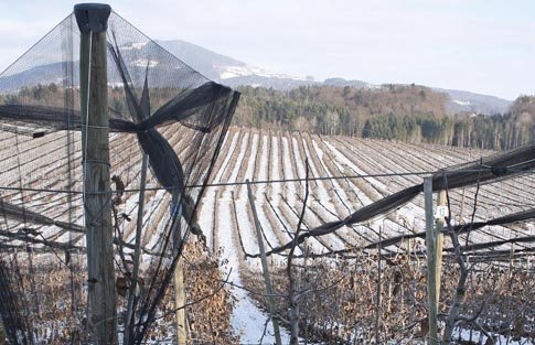 Eighth-leaf Jonagold trees on Malling 9 rootstocks in the orchard of Werner Sommerbauer at Puch, Austria. The net provides protection from both hail and sun.