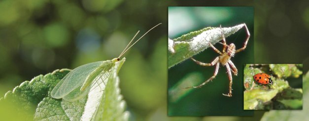 Knowing when and where natural enemies, such as the green lacewing, are active is critical in order to conserve them. Large inset: Garden orb web spider in apple orchard. Small inset: Adult ladybug feeding on aphids.