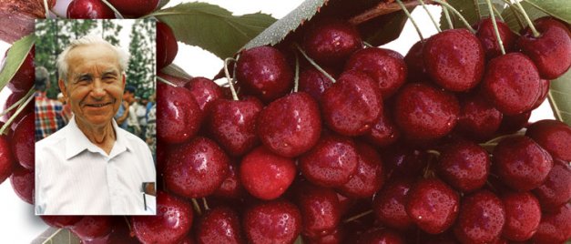 Dr. Charles Lapins selected the Lapins cherry more than 40 years ago. 