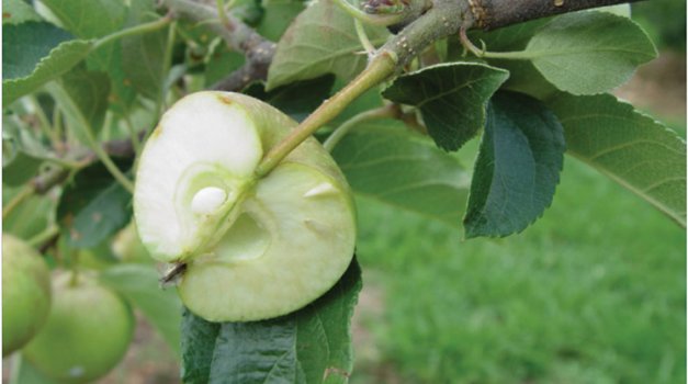 Developing seeds inside apples send strong signals to apple shoots telling them not to set flower buds for the next year. Thinning reduces this signal. 