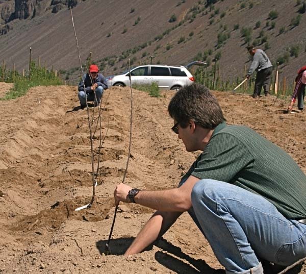 The recently planted WSU research orchard will allow study of planting designs for the future.