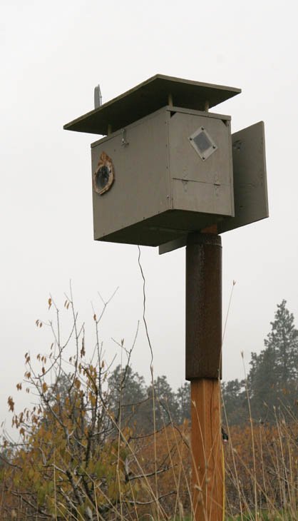 A barn owl nesting box at Omeg Orchards. Notice the metal underneath the box that’s used to prevent raccoons from climbing the pole to reach the next.