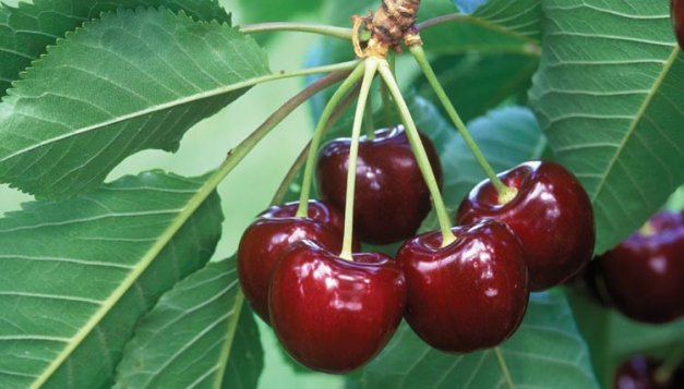 The Bing cherry was named for Seth Lewelling's Chinese foreman.