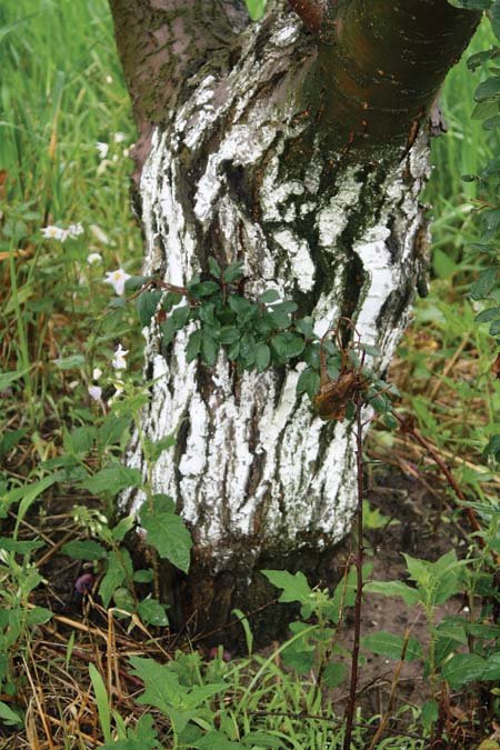 Some of Rood’s older plum trees show there can be problems. This tree shows rootstock compatibility problems, and the bark cracks persistently, even when painted and several years old.