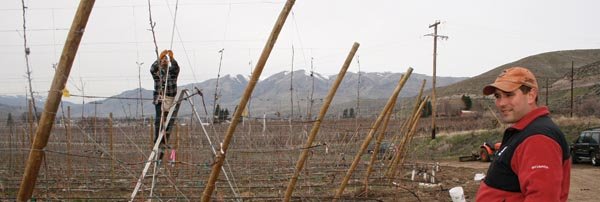 Plantings at Yakima Valley Orchards are irrigated with drip. Travis Allan checks on a Honeycrisp block planted in 2007 where overhead sprinklers are being installed for frost protection.