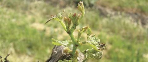 Two new grape mites, the rust mite and the bud mite, can reduce yields from stunted shoot growth, as seen here.