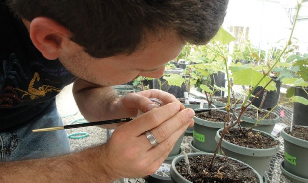Brian Bahder transfers a first-instar grape mealybug from a grapevine leafroll-diseased Concord vine to a healthy Concord vine to assess mealybug competency as a vector.