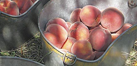 Red Globe peaches picked ripe from the tree at the Pipitone orchard.