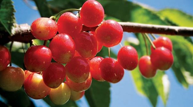 Early Robin has the potential of meeting the demand for an early harvest Rainier-type cherry.