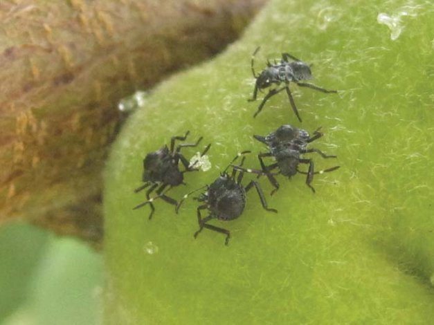 Brown marmorated stinkbug nymphs develop through five instars, all feeding on fruit. Nymphs and adults cause both external and internal injury.