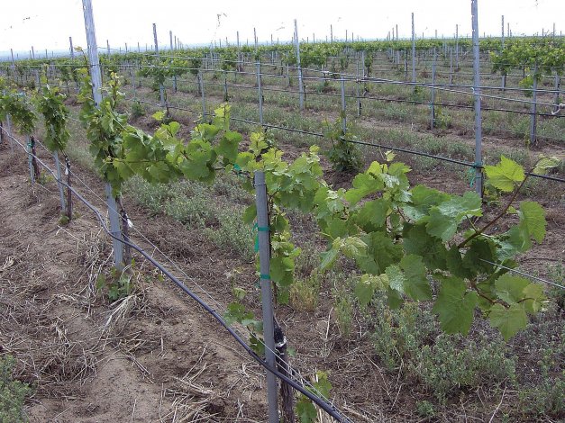 The empty spaces in this vineyard are grafted vines that didn’t take. “A vineyard like this with a lot of holes has issues that have to be dealt with,” said Kevin Corliss.