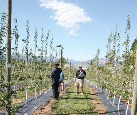 Oregon State University agricultural economist Clark Seavert, pictured in a high-density pear trial block at Hood River, Oregon, says most growers are playing not to lose, rather than playing to win.