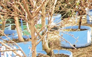 Mother stock trees are grown in plastic barrels at Zaiger Genetics so that they can be easily moved into the greenhouse during pollination season.